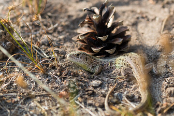 Viviparous lizard, vivipara (Zootoca vivipara) sunbathing and lying in the sand, Sand lizard (Lacerta agilis), Barycz Valley reptiles