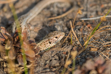 Viviparous lizard, vivipara (Zootoca vivipara) sunbathing and lying in the sand, Sand lizard (Lacerta agilis), Barycz Valley reptiles