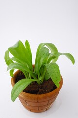green leaves giant squill in brown pot on natural daylight white background
