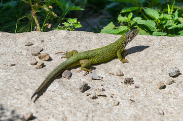 European green lizard (Lacerta viridis) sunning in its natural habitat on rocks and moss