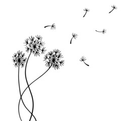Dandelion flower sketch with flying seeds.