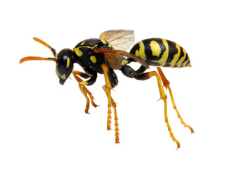 wasp isolated on white