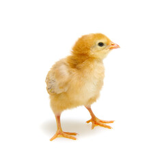 Chick isolated on white