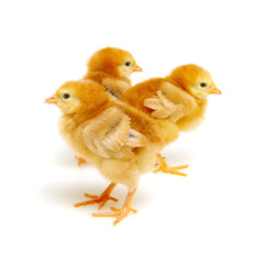 cute little newborn chickens