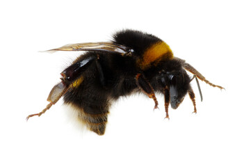 bumblebee isolated on the white