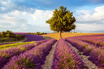 Beautiful blooming purple lavender fields near Valensole in Provence, France. Typical traditonal...