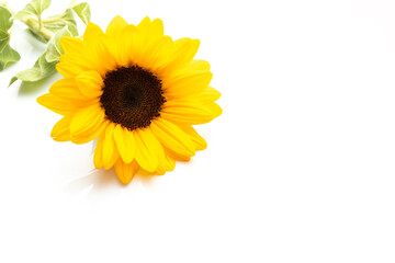 Yellow sunflower isolated on white background, copy space