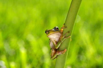 Frog on green background
