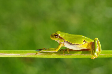 Green tree frog on grass