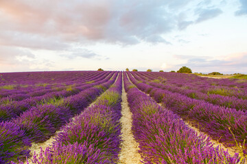 Naklejka premium Beautiful blooming purple lavender fields near Valensole in Provence, France. Typical traditonal provencal landscape on sunset with blossoming flowers. Warm light