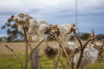 seed heads of nettles in field
