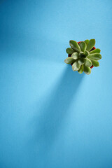 potted succulent plant on the blue background