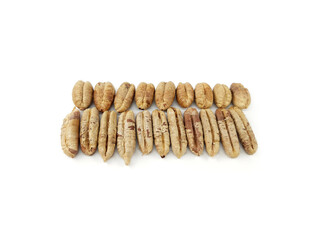 Saudi Arabia Dates Palm Tree Seeds