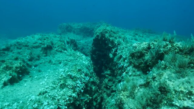 School of fish swims above crack in the seabed over tectonic plates. Tiktanic displacement of plates at the bottom of the sea. Camera moving forwards above crack. 4K - 60fps. Mediterranean Sea 