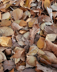 Yellow dry fallen autumn leaves close-up