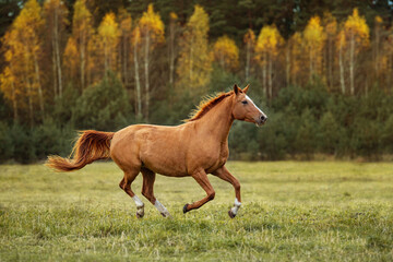 Obraz na płótnie Canvas Don breed horse running on the field in autumn. Russian golden horse.