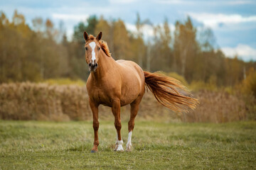 Obraz premium Don breed horse on the field in autumn. Russian golden horse.