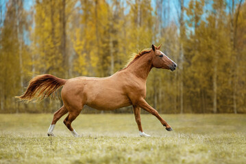 Don breed horse running on the field in autumn. Russian golden horse.