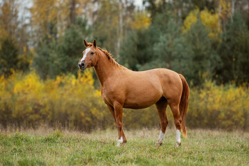 Don breed horse on the field in autumn. Russian golden horse.