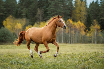Obraz premium Don breed horse running on the field in autumn. Russian golden horse.