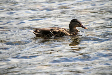 A Mallard Duck on Lake Ullswater