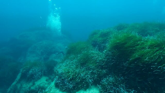 Scuba diver swims above dense thickets of green marine grass Posidonia. Green seagrass Mediterranean Tapeweed or Neptune Grass (Posidonia). Mediterranean Sea, Cyprus