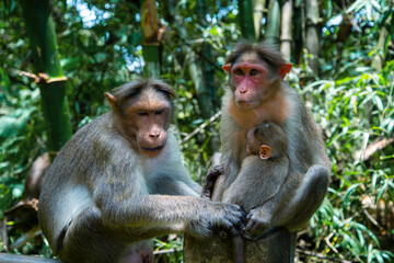 Baby monkey sitting with parents, Animal photography, Wildlife photography