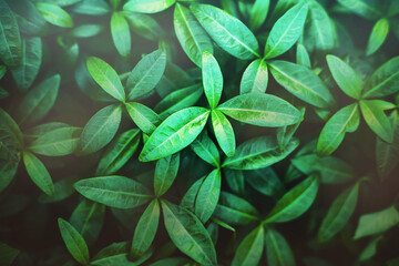 The backdrop is of beautiful green young basil leaves growing in summer and illuminated by pleasant daylight. Ecology.