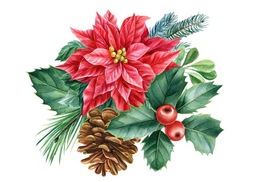 Poinsettia Flowers And Christmas Floral Elements In Watercolor