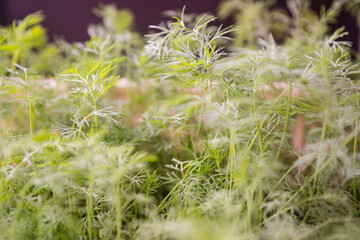 close-up of green dill grown in a flower pot. Harvest ripe dill in the garden. selective focus, shallow depth of field