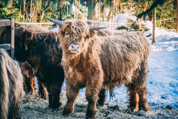 Highland cow in summer