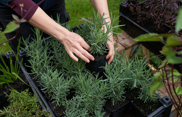 person working in plant nursery