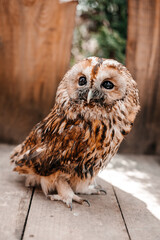 owl in the animal park