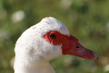 Moschusente Portrait