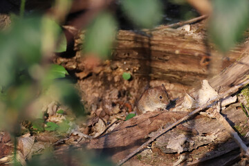 Waldmaus
