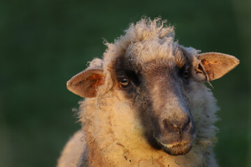 Schaf Portrait