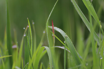 Wassertropfen auf Grashalmen