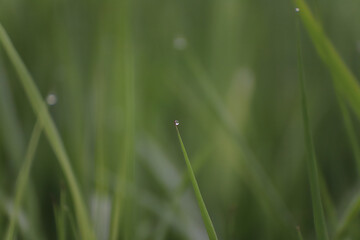 Wassertropfen auf Grashalmen