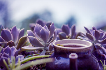 Purple succulents and kettle