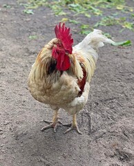 Rooster on the farm. Rural scene with beautiful cockerel.