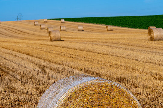 Wheat field after harvest III