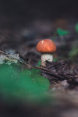 mushroom in the forest