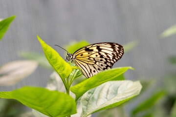 Idea leuconoe, Tree Nymph or Rice Paper butterfly sitting on green leaves oudoors