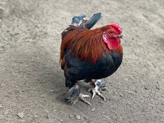 Bantam hen with hairy paws and colorful feather curiously looking at camera. Beautiful fat chicken...
