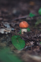 mushroom in the forest