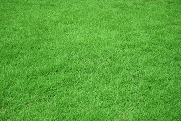 Nature green grass in the garden, Lawn pattern texture background, Perspective