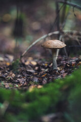 mushroom in the forest