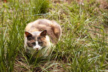 Playful cute cat of red white orange and gray colors is sitting on the ground. Pet outdoor close up concept with copy space