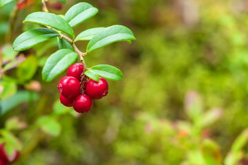 Green leaf of lingonberry with red ripe berries on a branch on a blurred background. 