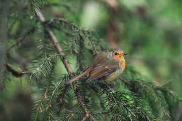robin on a branch
